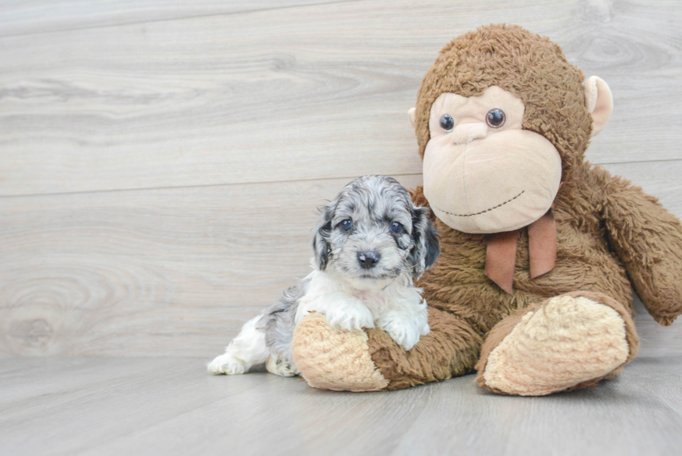 Hypoallergenic Cockerpoo Poodle Mix Puppy