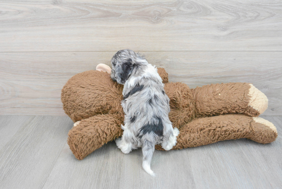 Fluffy Cockapoo Poodle Mix Pup