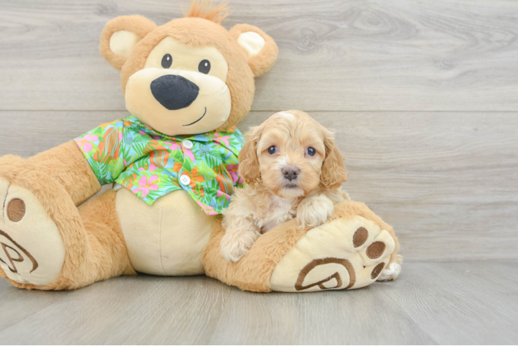 Cockapoo Puppy for Adoption