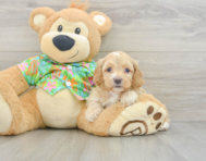 7 week old Cockapoo Puppy For Sale - Premier Pups