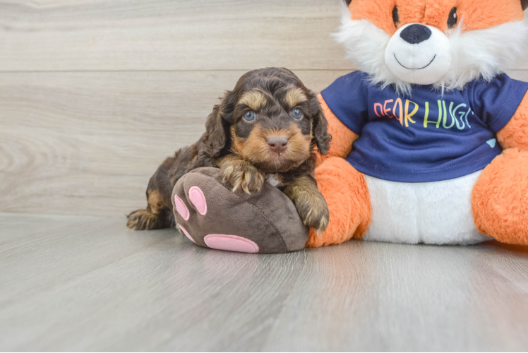 Cockapoo Pup Being Cute