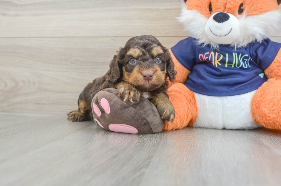 5 week old Cockapoo Puppy For Sale - Premier Pups