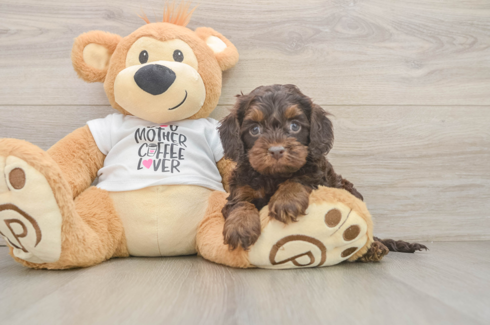 6 week old Cockapoo Puppy For Sale - Premier Pups