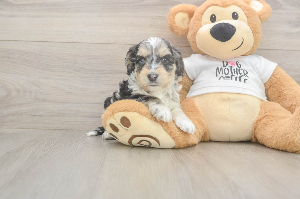 6 week old Cockapoo Puppy For Sale - Premier Pups