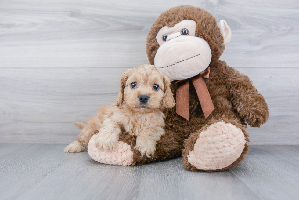 Hypoallergenic Cockerpoo Poodle Mix Puppy