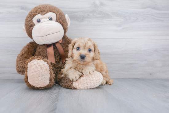 Best Cockapoo Baby