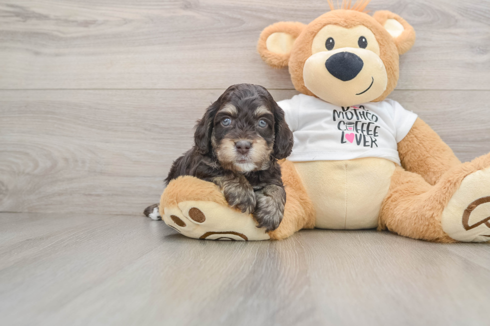 Funny Cockapoo Poodle Mix Pup