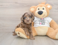 6 week old Cockapoo Puppy For Sale - Premier Pups