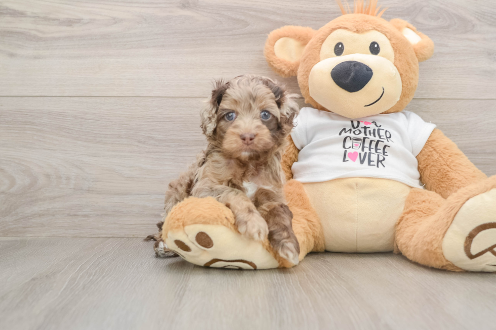 Best Cockapoo Baby