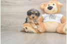 Hypoallergenic Cocker Doodle Poodle Mix Puppy