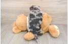Cockapoo Puppy for Adoption