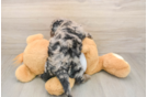 Petite Cockapoo Poodle Mix Pup