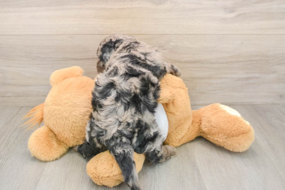 Petite Cockapoo Poodle Mix Pup