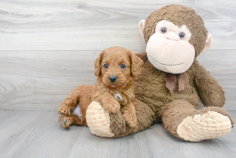 Best Cockapoo Baby