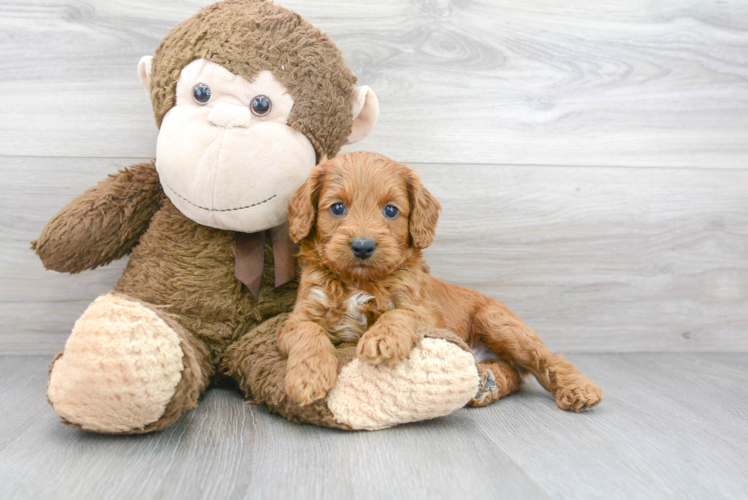 Cockapoo Puppy for Adoption