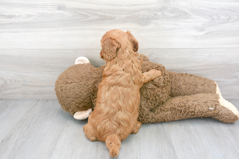 Hypoallergenic Cockerpoo Poodle Mix Puppy