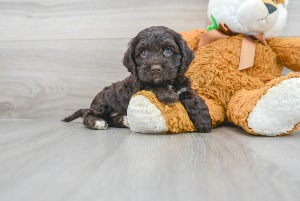 Funny Cockapoo Poodle Mix Pup