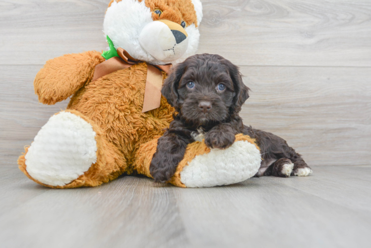 Sweet Cockapoo Baby