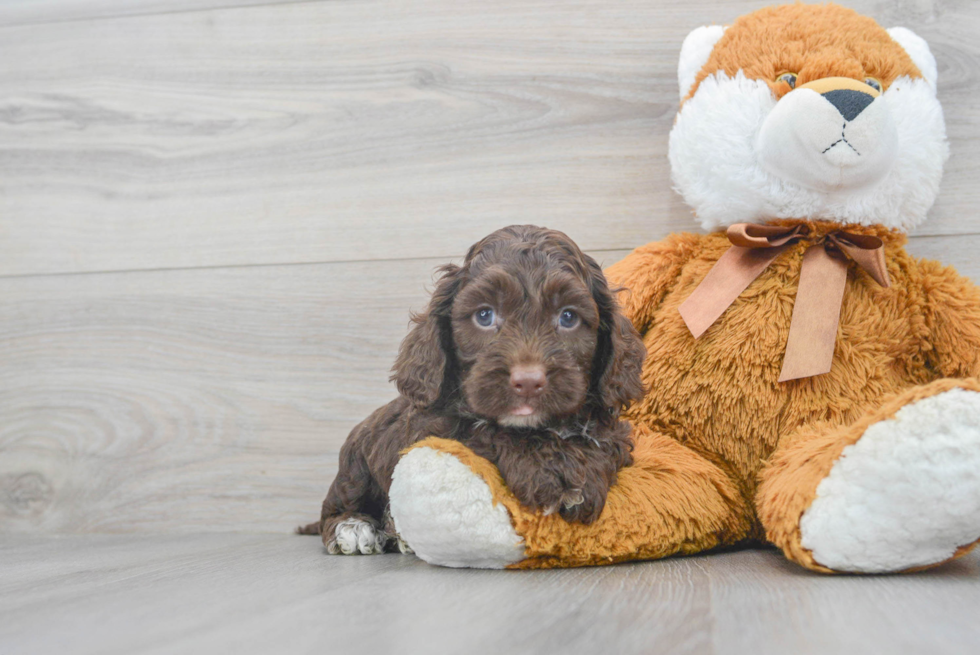 Sweet Cockapoo Baby