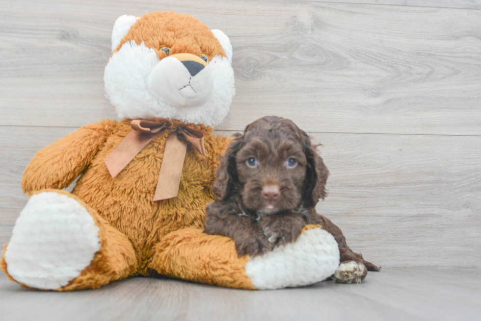 Hypoallergenic Cockerpoo Poodle Mix Puppy