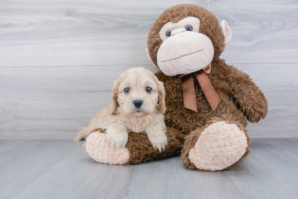 Cockapoo Puppy for Adoption