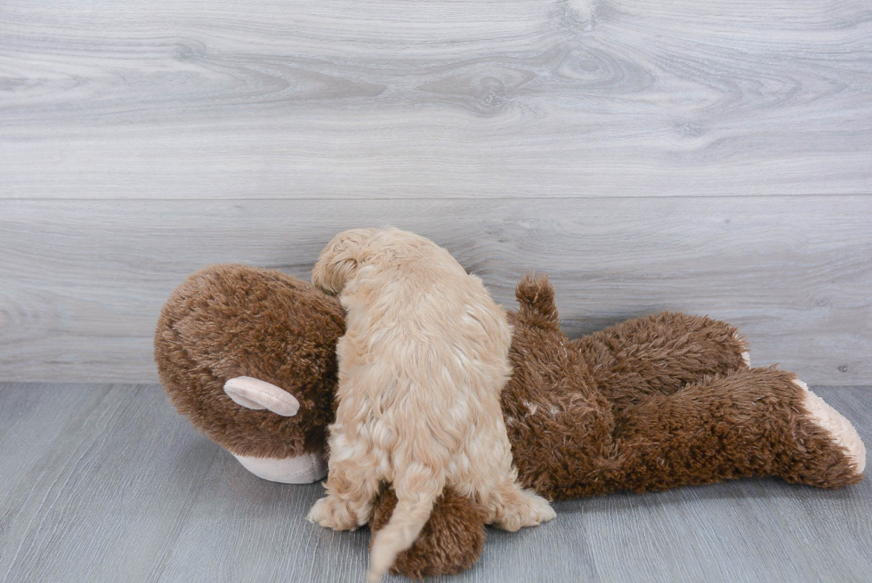 Popular Cockapoo Poodle Mix Pup