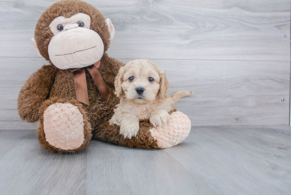 Cockapoo Puppy for Adoption