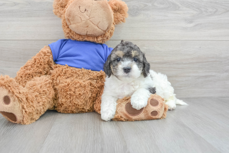 Little Cockerpoo Poodle Mix Puppy