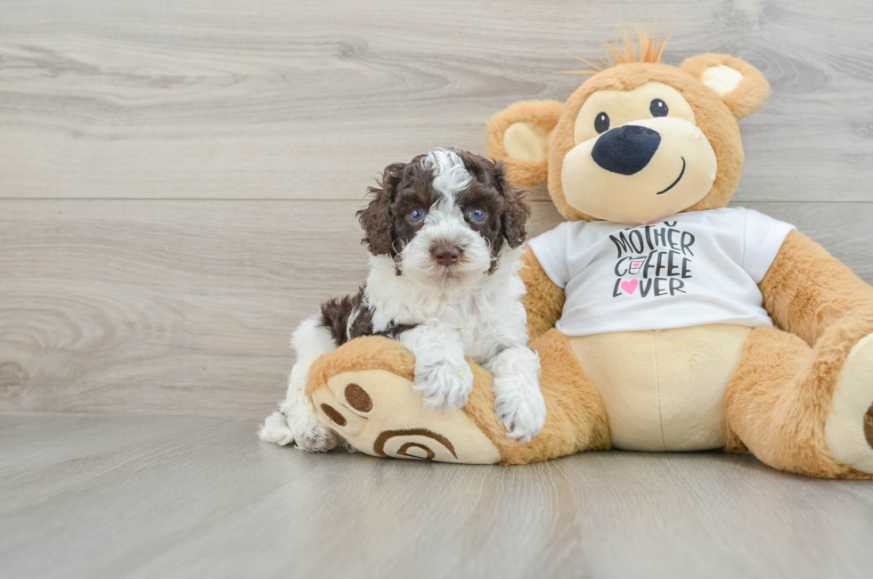 5 week old Cockapoo Puppy For Sale - Premier Pups