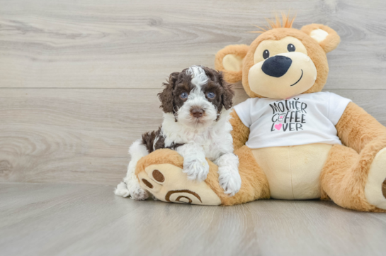 Popular Cockapoo Poodle Mix Pup