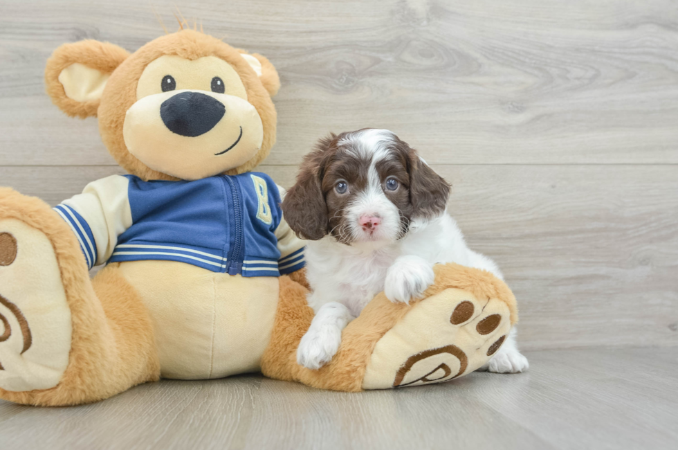 5 week old Cockapoo Puppy For Sale - Premier Pups