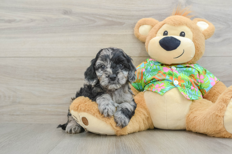 5 week old Cockapoo Puppy For Sale - Premier Pups