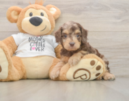 6 week old Cockapoo Puppy For Sale - Premier Pups