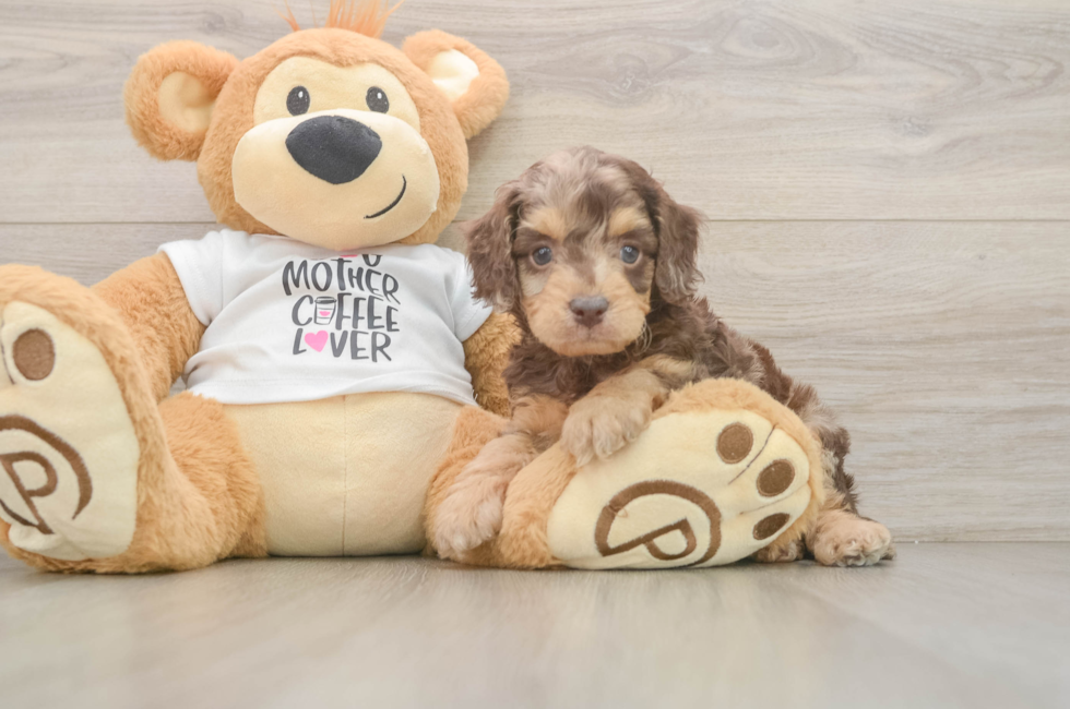 6 week old Cockapoo Puppy For Sale - Premier Pups