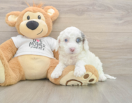 5 week old Cockapoo Puppy For Sale - Premier Pups