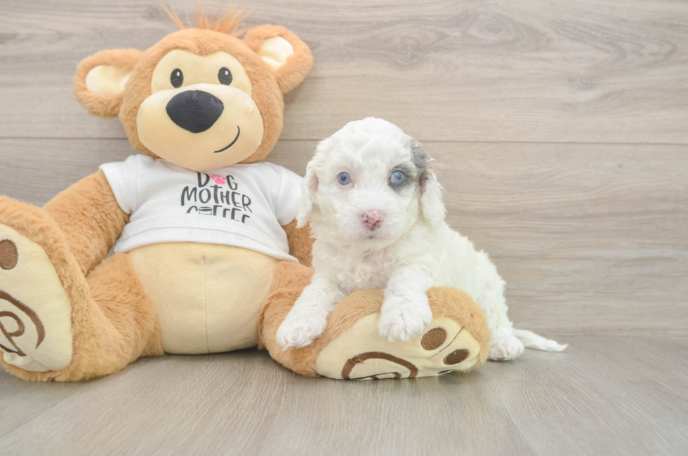 5 week old Cockapoo Puppy For Sale - Premier Pups