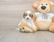 7 week old Cockapoo Puppy For Sale - Premier Pups