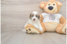 Cockapoo Puppy for Adoption