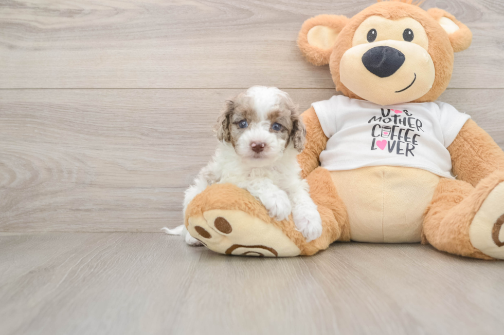 Cockapoo Puppy for Adoption