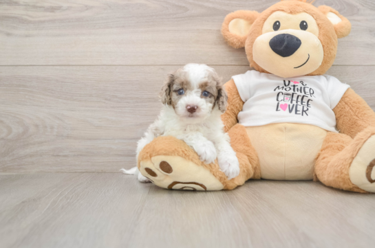 Cockapoo Puppy for Adoption