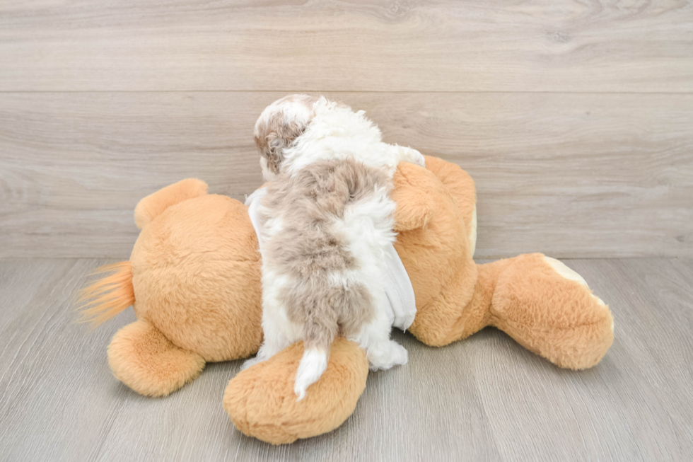 Fluffy Cockapoo Poodle Mix Pup