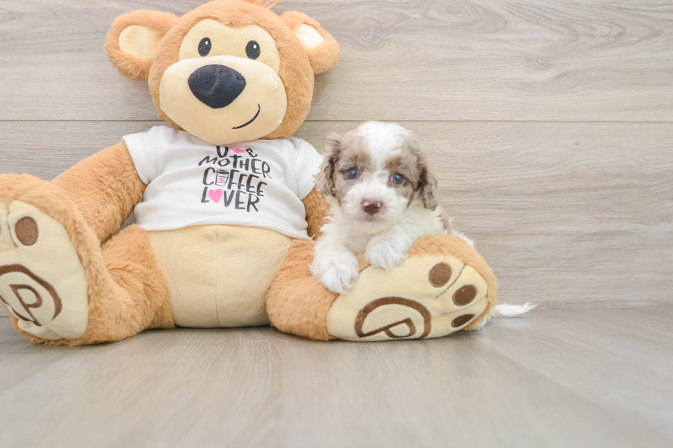 Best Cockapoo Baby