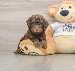 8 week old Cockapoo Puppy For Sale - Premier Pups