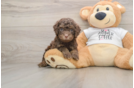 Happy Cockapoo Baby