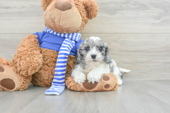 Cute Cockapoo Baby