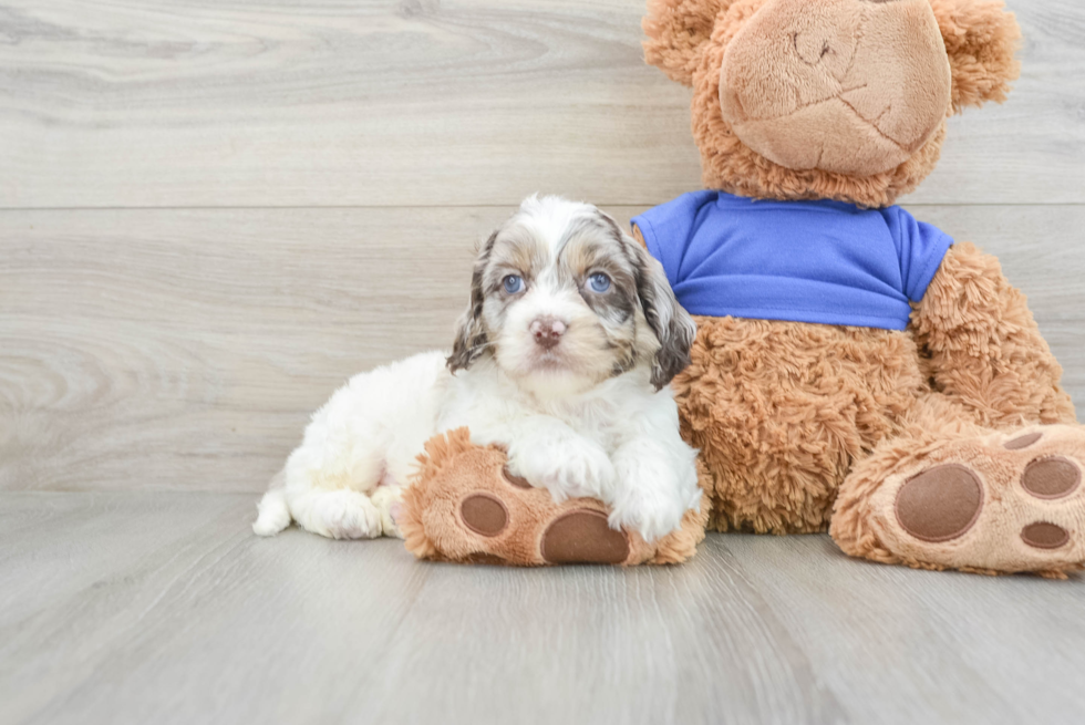 Cute Cockapoo Baby