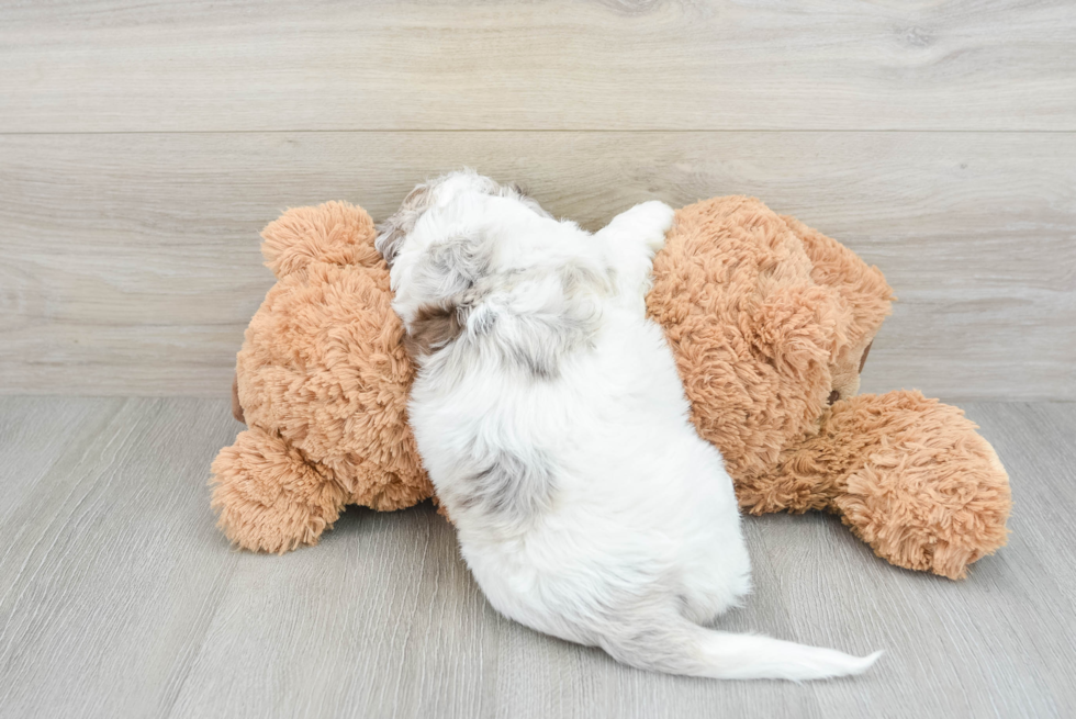 Petite Cockapoo Poodle Mix Pup