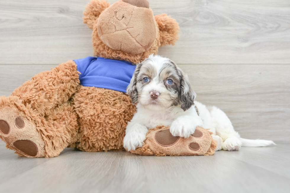 Hypoallergenic Cockerpoo Poodle Mix Puppy