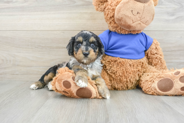 Happy Cockapoo Baby