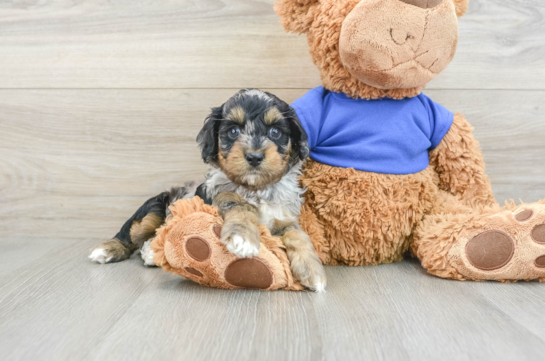 Happy Cockapoo Baby